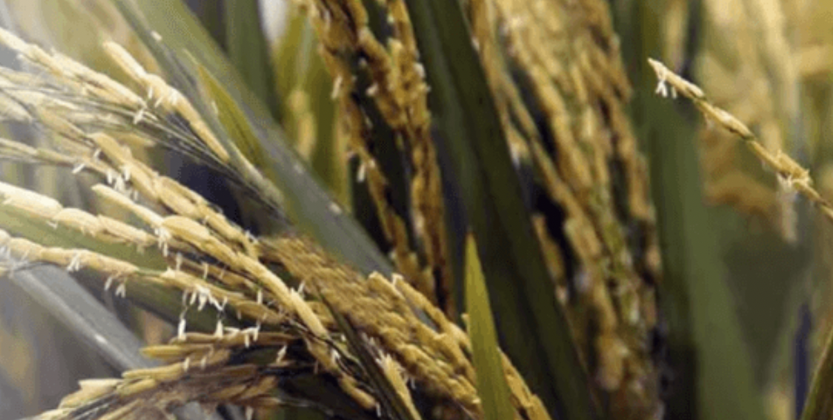 Wild Rice