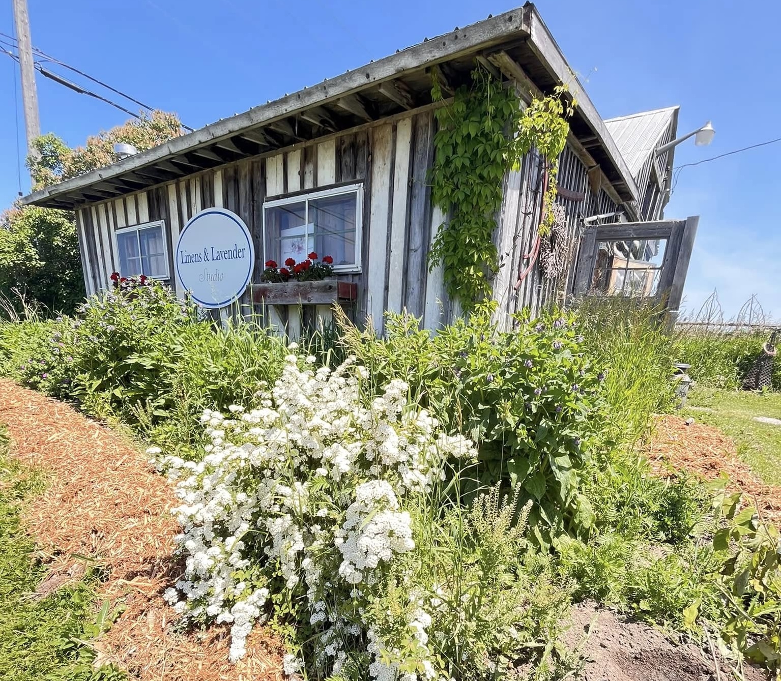 A modest weathered wooden building beautifully accented by lush flowering plants and vines growing all around it. On its wall is a simple yet elegant purple and white sign that reads "Linens & Lavender".
