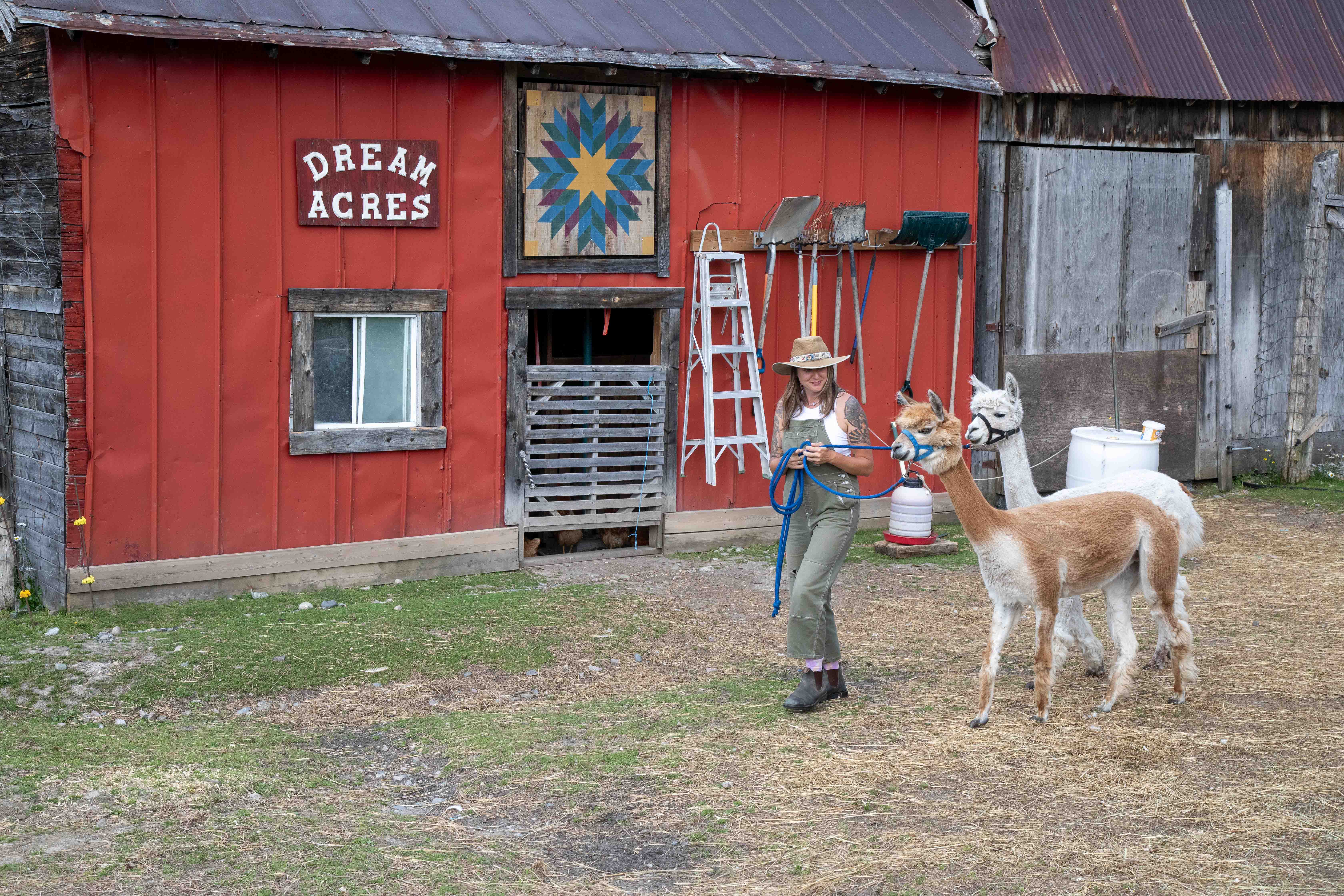 Dream Acres Alpaca Farm - Matheson