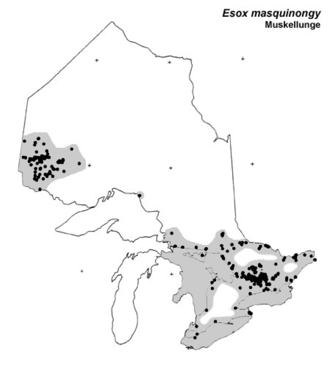 Map showing the distribution of muskellunge (muskie) in Ontario, Canada.