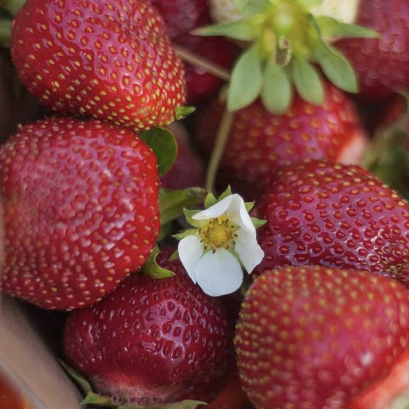A handful of strawberries from Belluz Farms