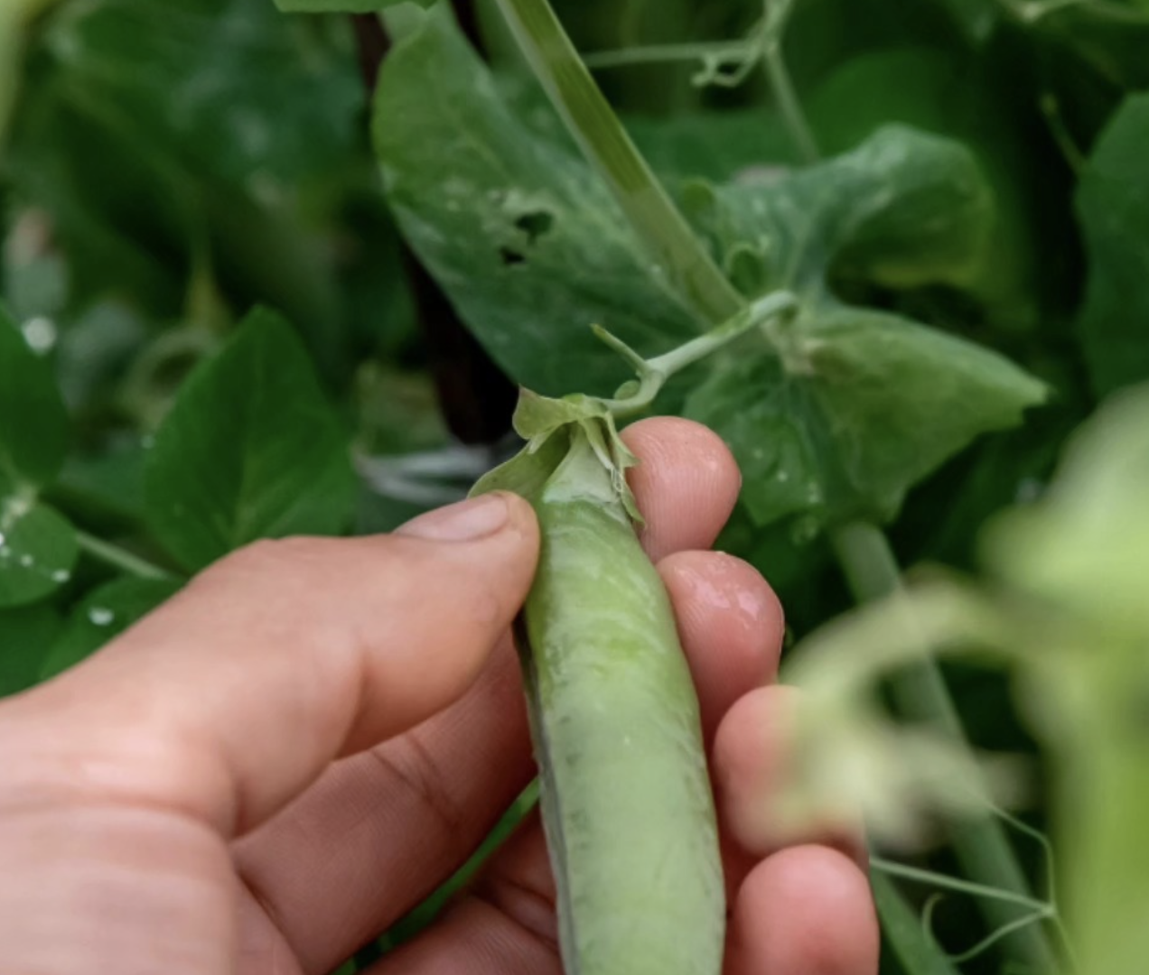 Picking peas at Belluz Farms