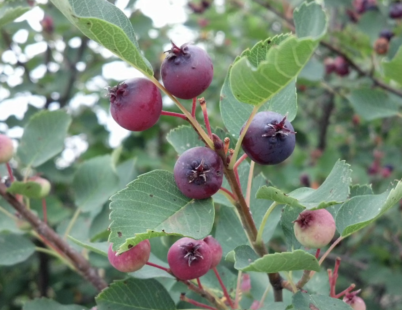 Saskatoon Berries at Belluz Farms