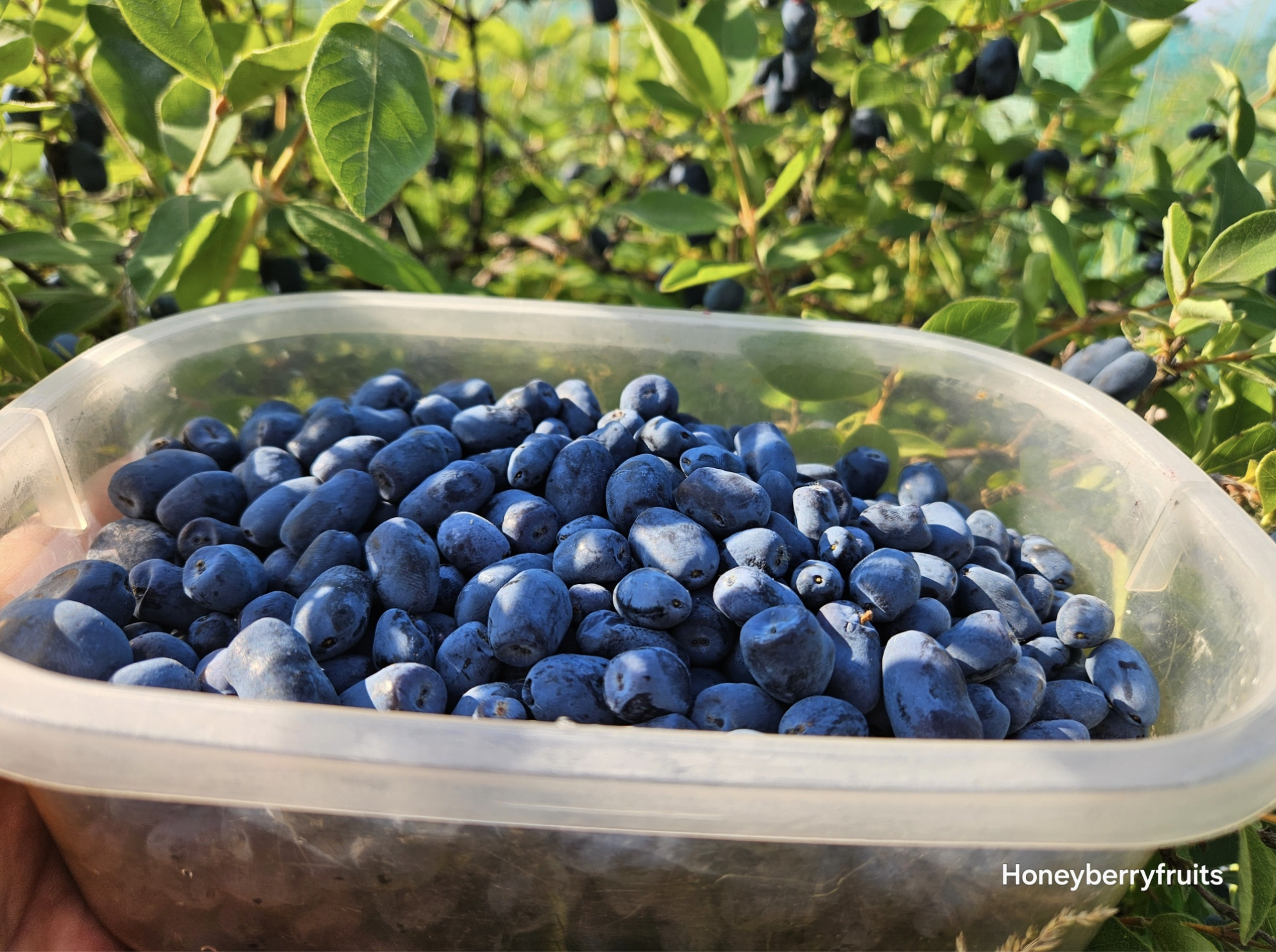 Haskaps at Honeyberry