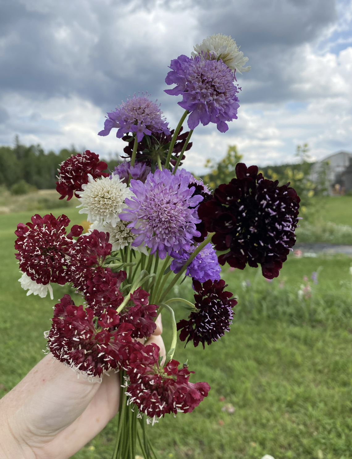 Walsh Forest Farm Flowers