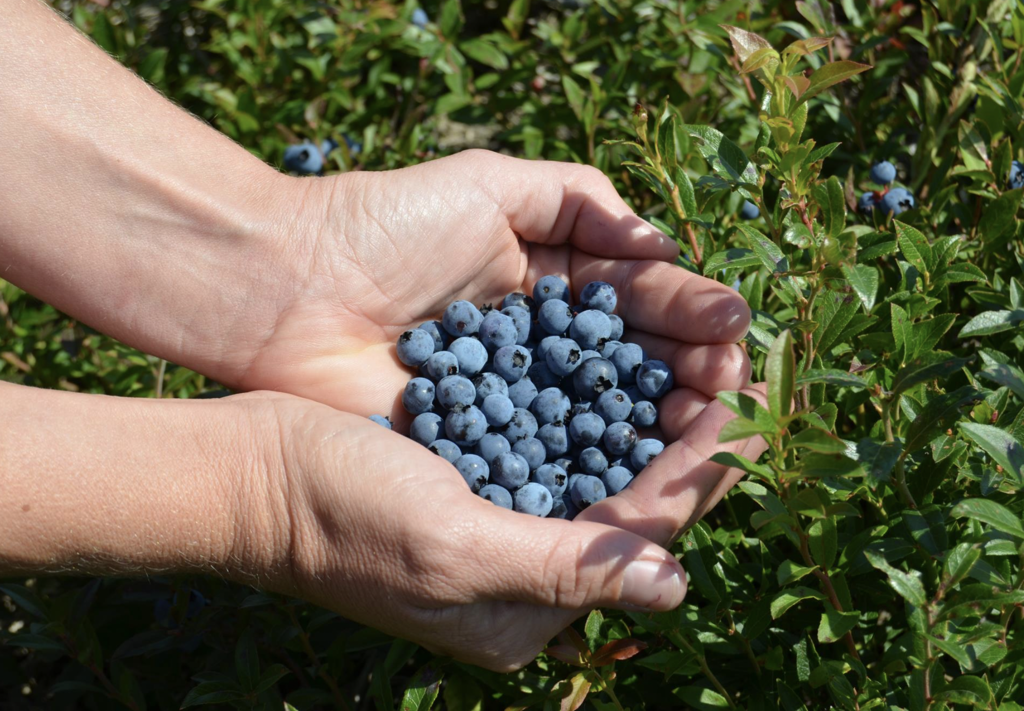 Algoma Highlands Wild Blueberry Farm