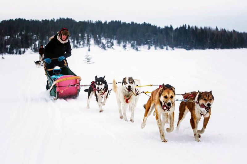 A dogsledder smiles broadly as he cheers on the grinning sled dogs as they rush down a frozen lake.