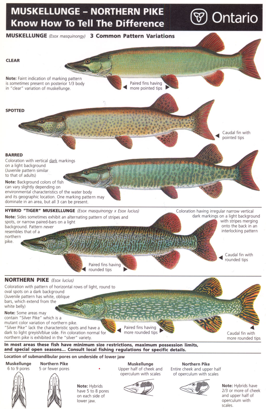 Chart showing the difference between muskie and northern pike.