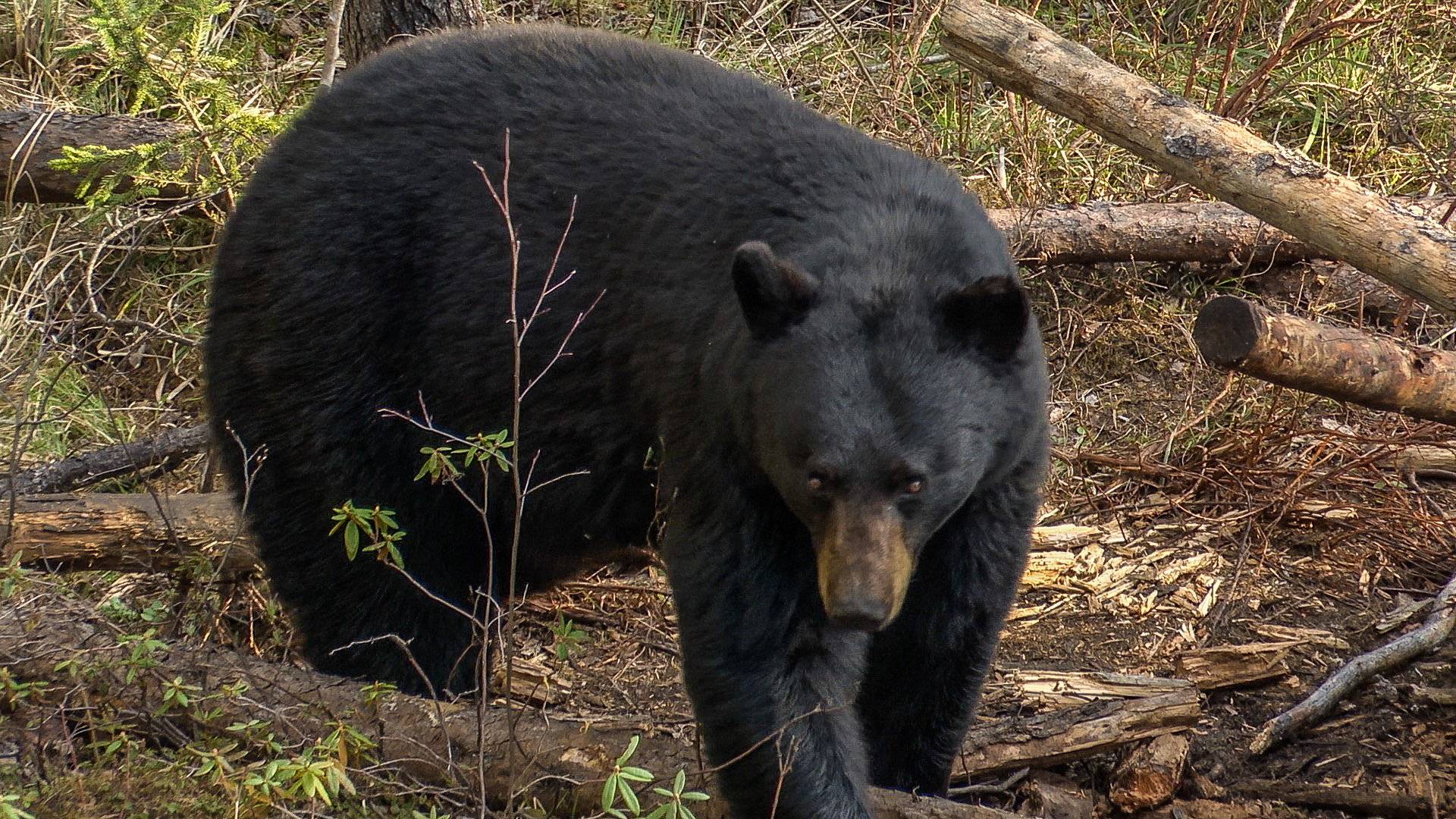 huge black bear