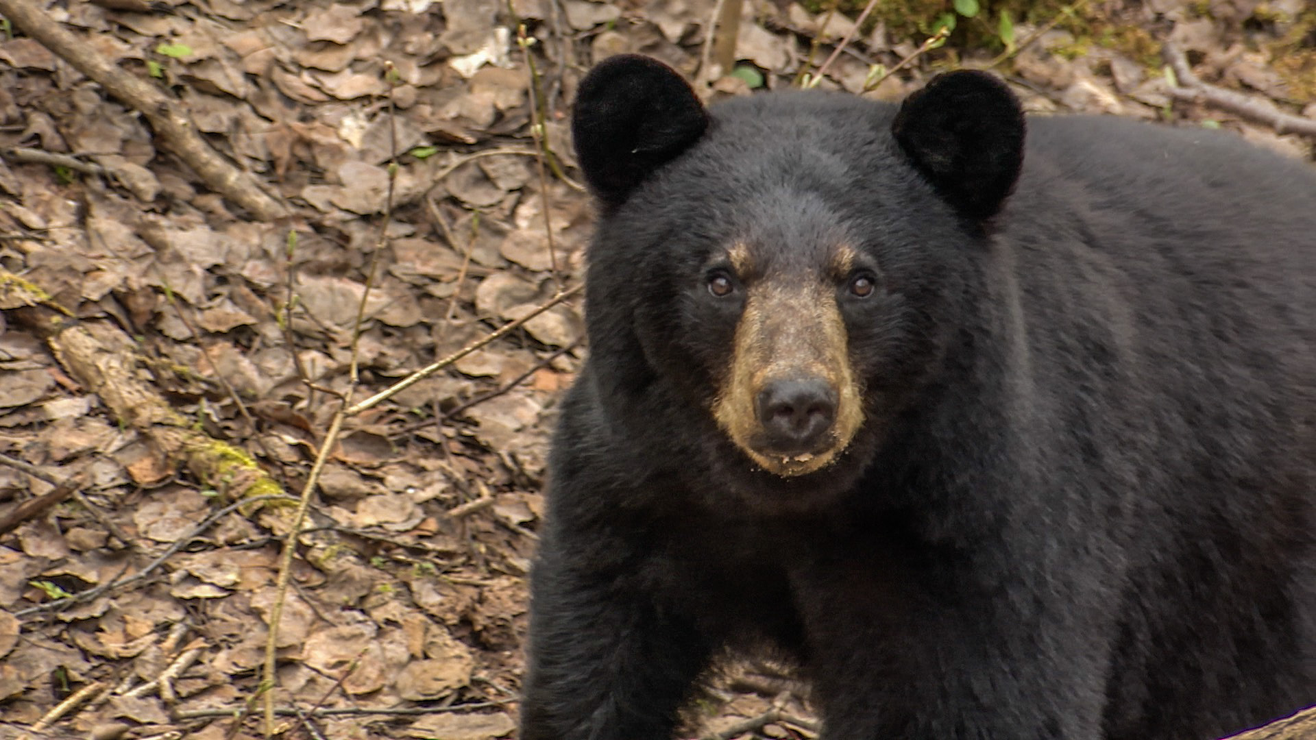 small black bear encounter