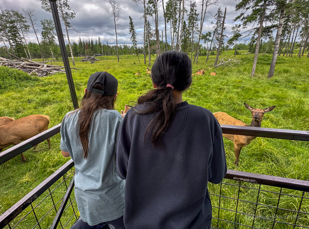 Cedar Meadows - Kids feeding Deers