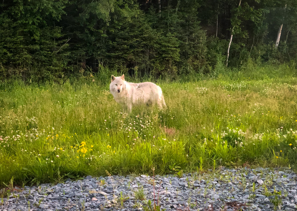 Cedar Meadows - white wolf