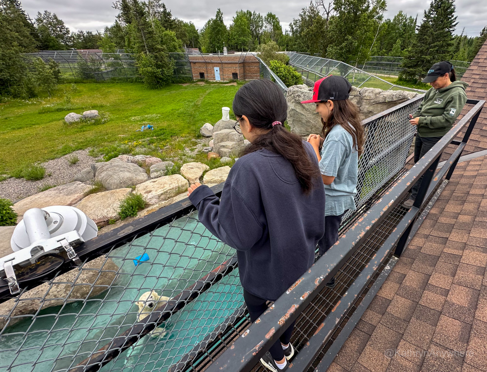 Polar Bear Viewing Deck
