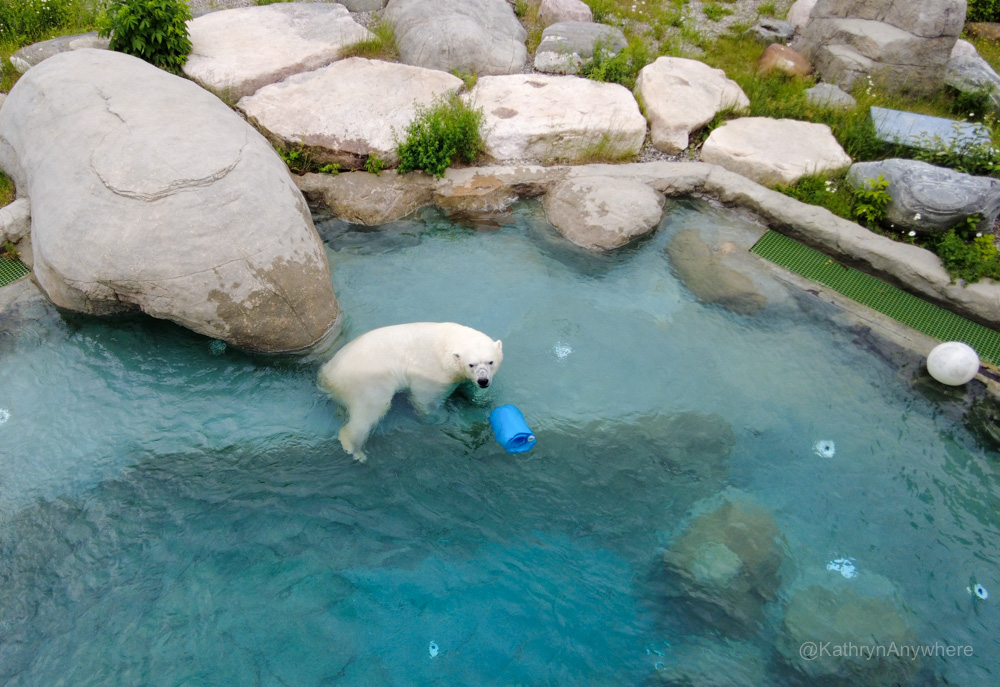 Polar Bear swimming