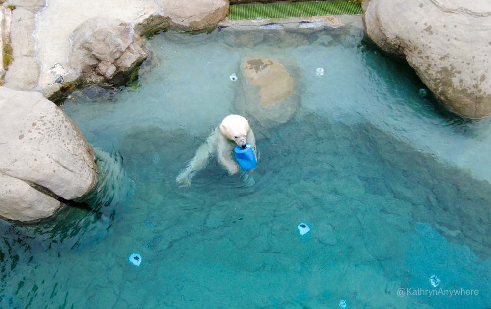 Polar Bear swimming
