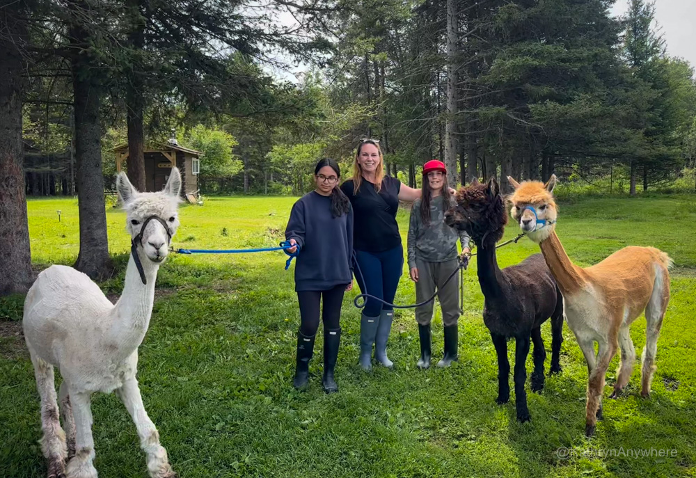 Walking Alpacas