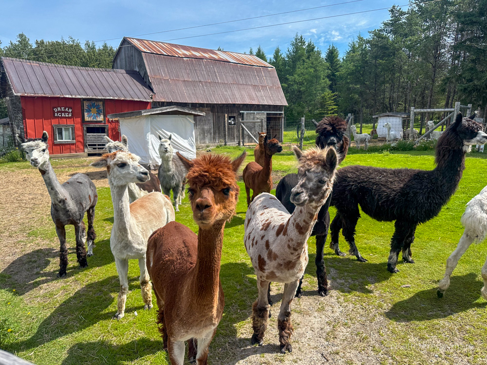 Dream Acres Alpaca's