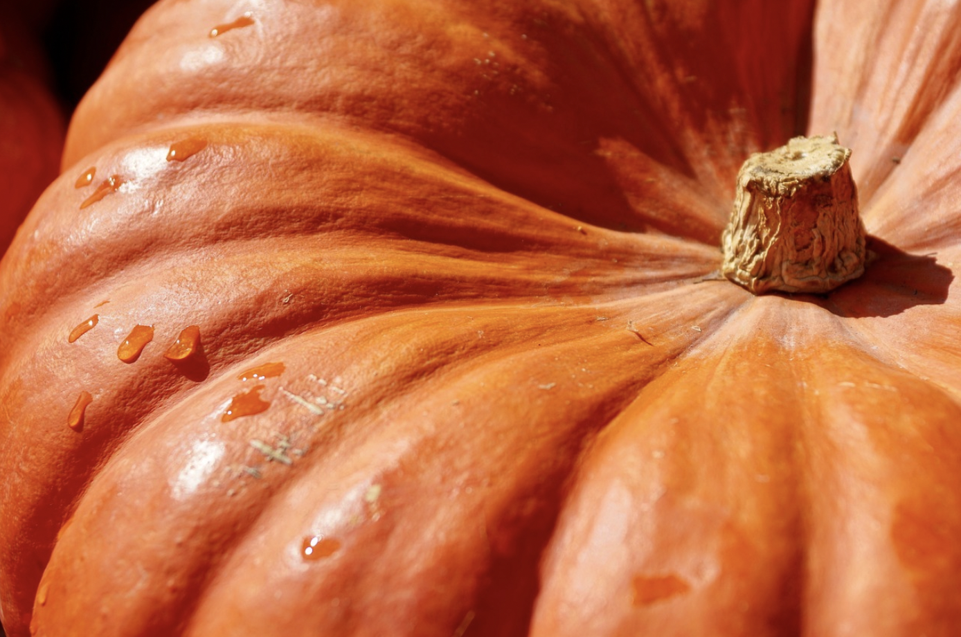 Giant orange pumpkin