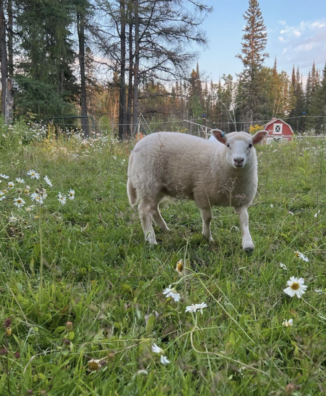 Lamb for Timmins Fall Fair