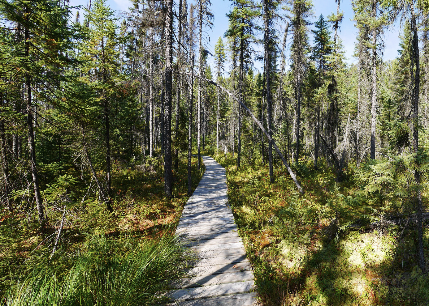 Lonesome Bog Trail boardwalk - Photo by Heidi Csernak