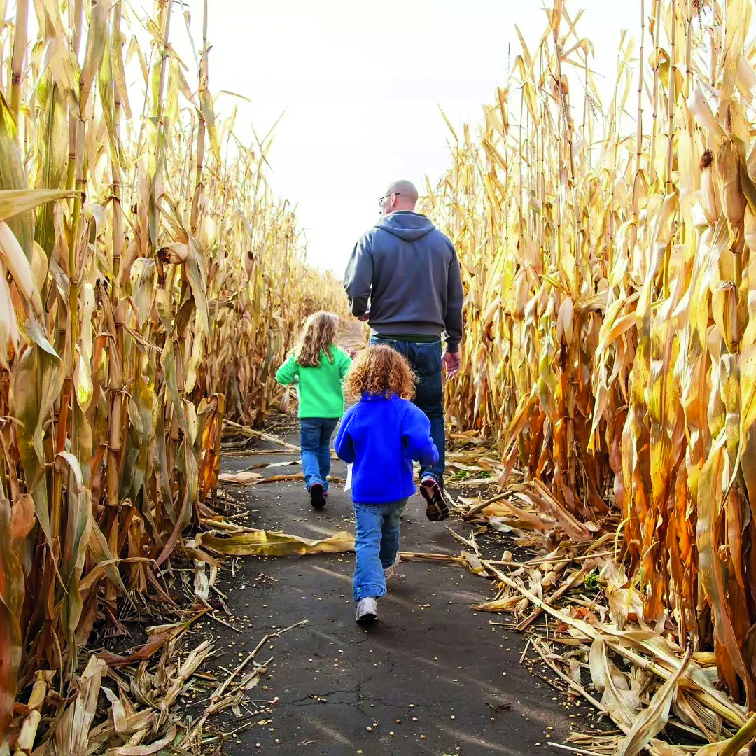 Belluz Farms Corn Maze