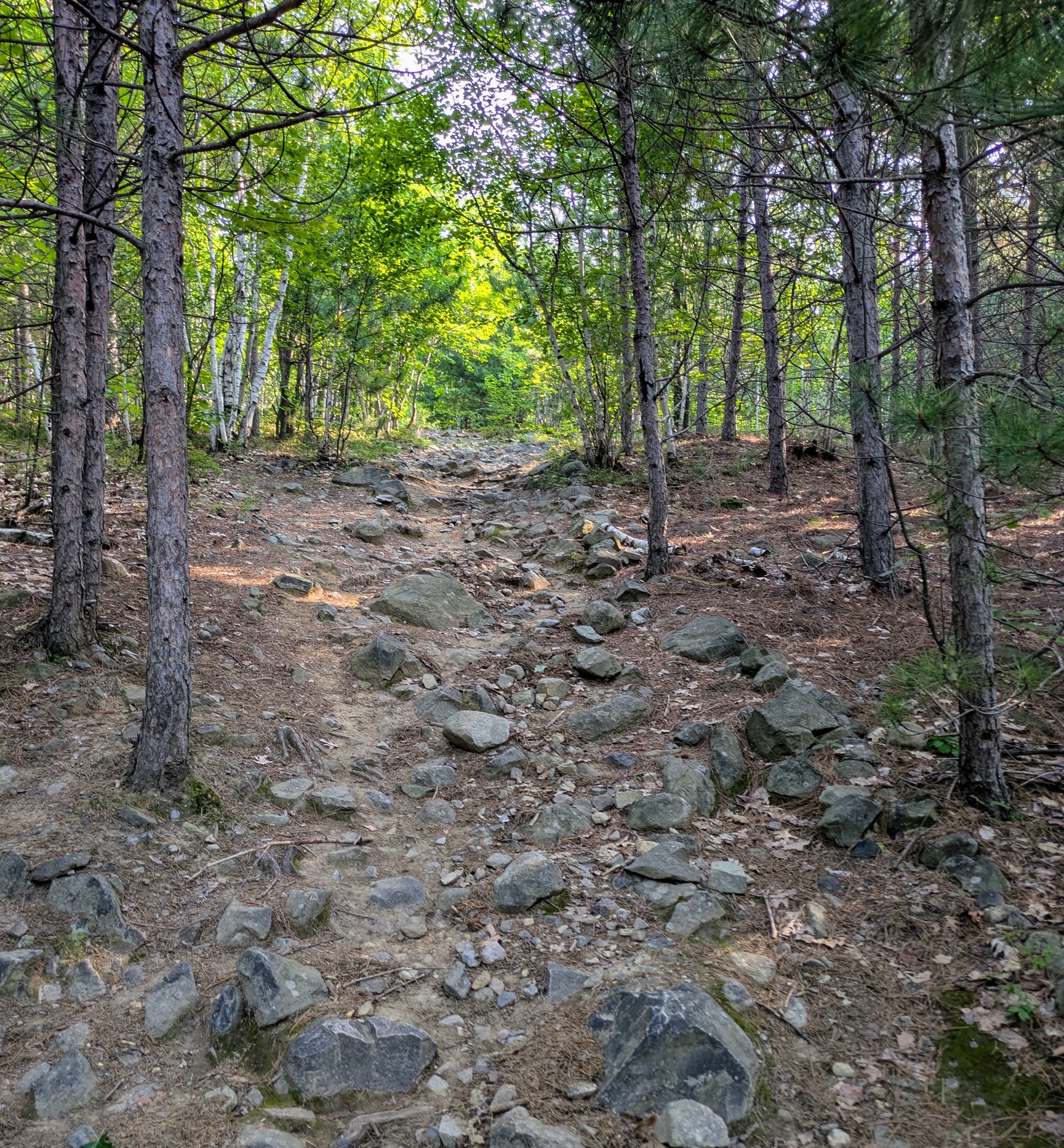 a rocky, hilled hiking trail under a cool green shady forest canopy