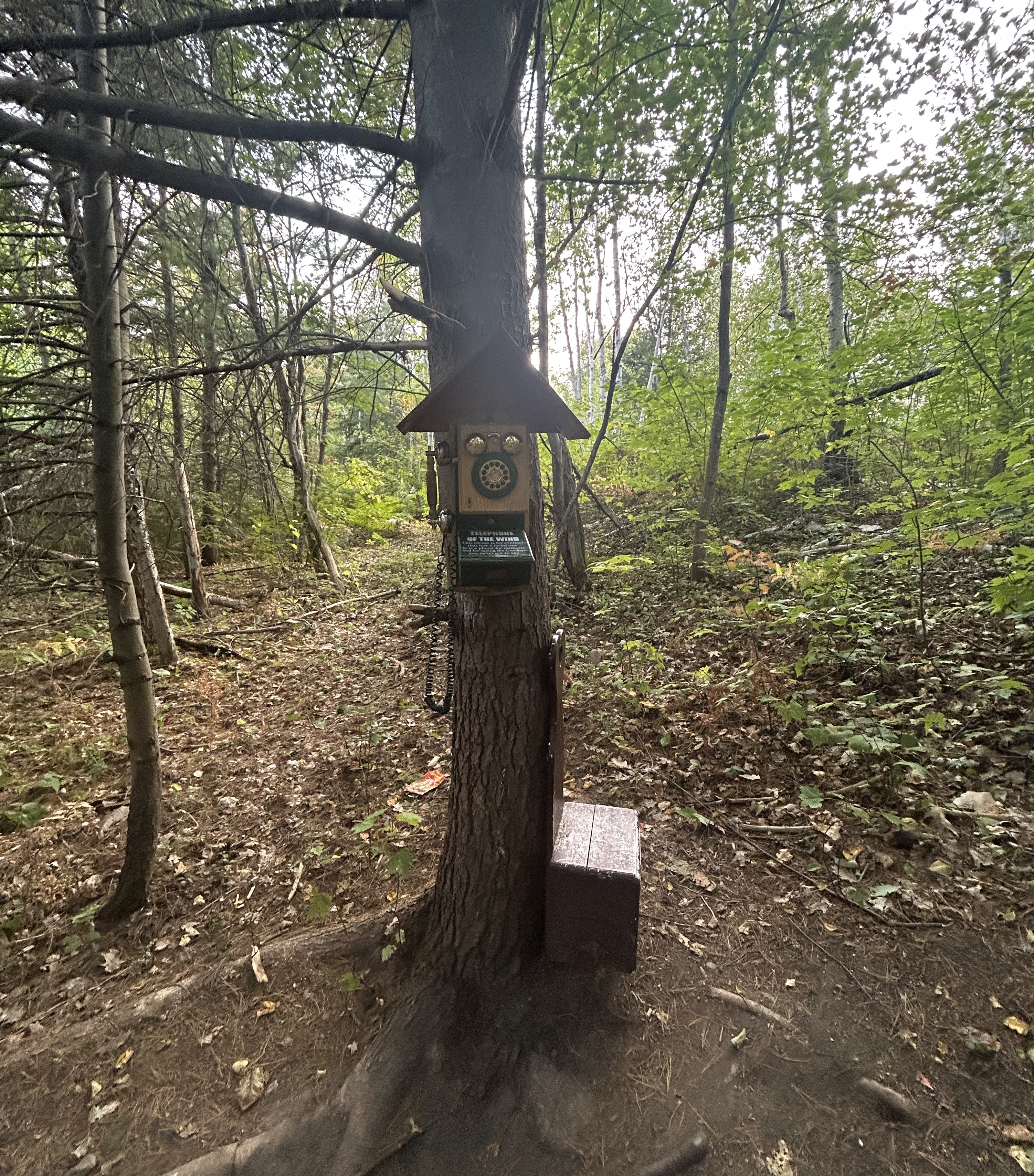 Tree with old phone secured onto it