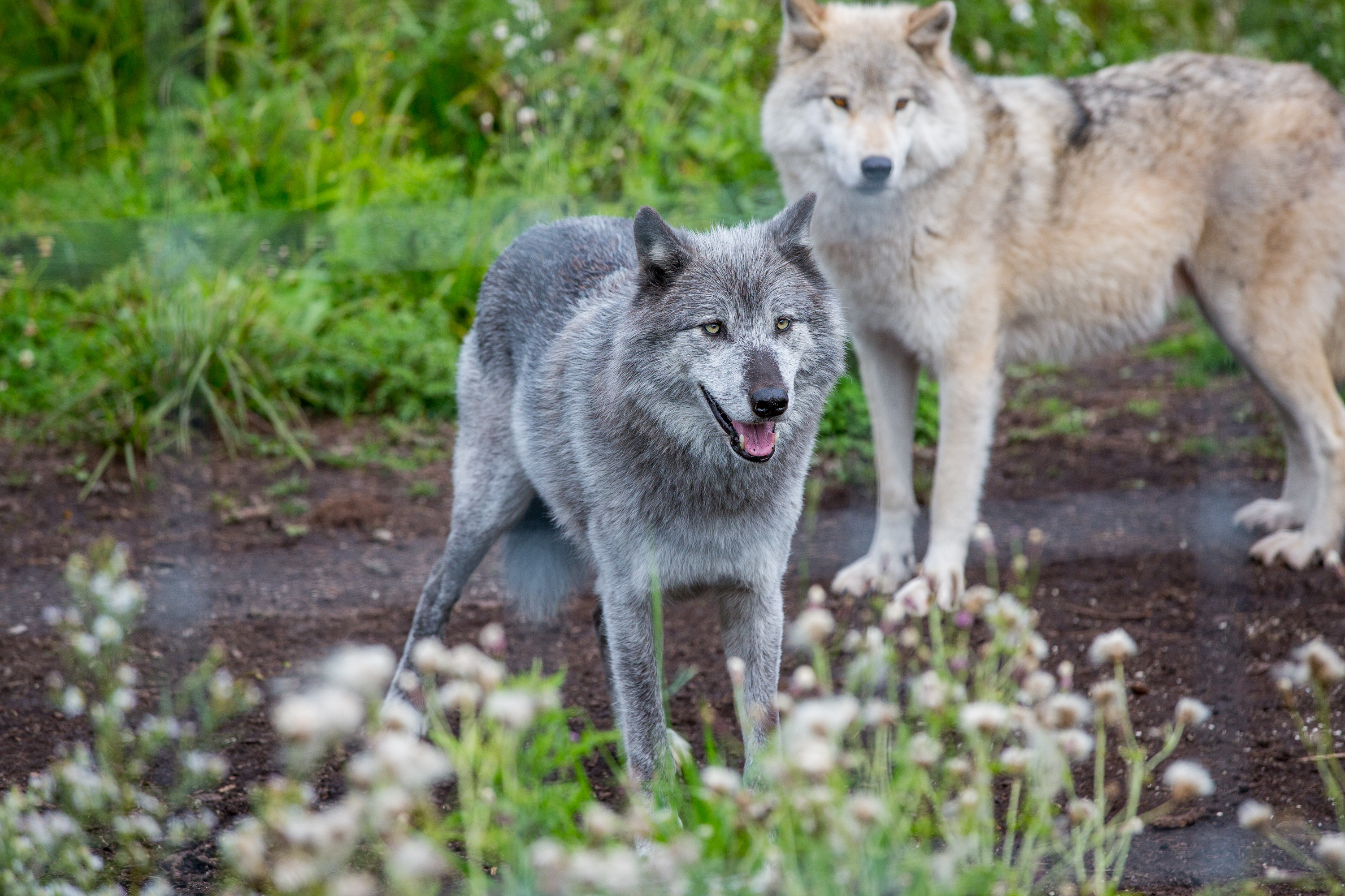 Wolves