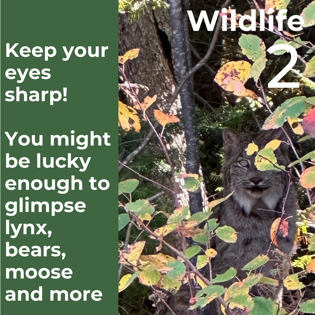 a picture of a lynx peering out from autumn trees, with the caption " Keep your eyes sharp! You might be lucky enough to glimpse a lynx, bears, moose and more".