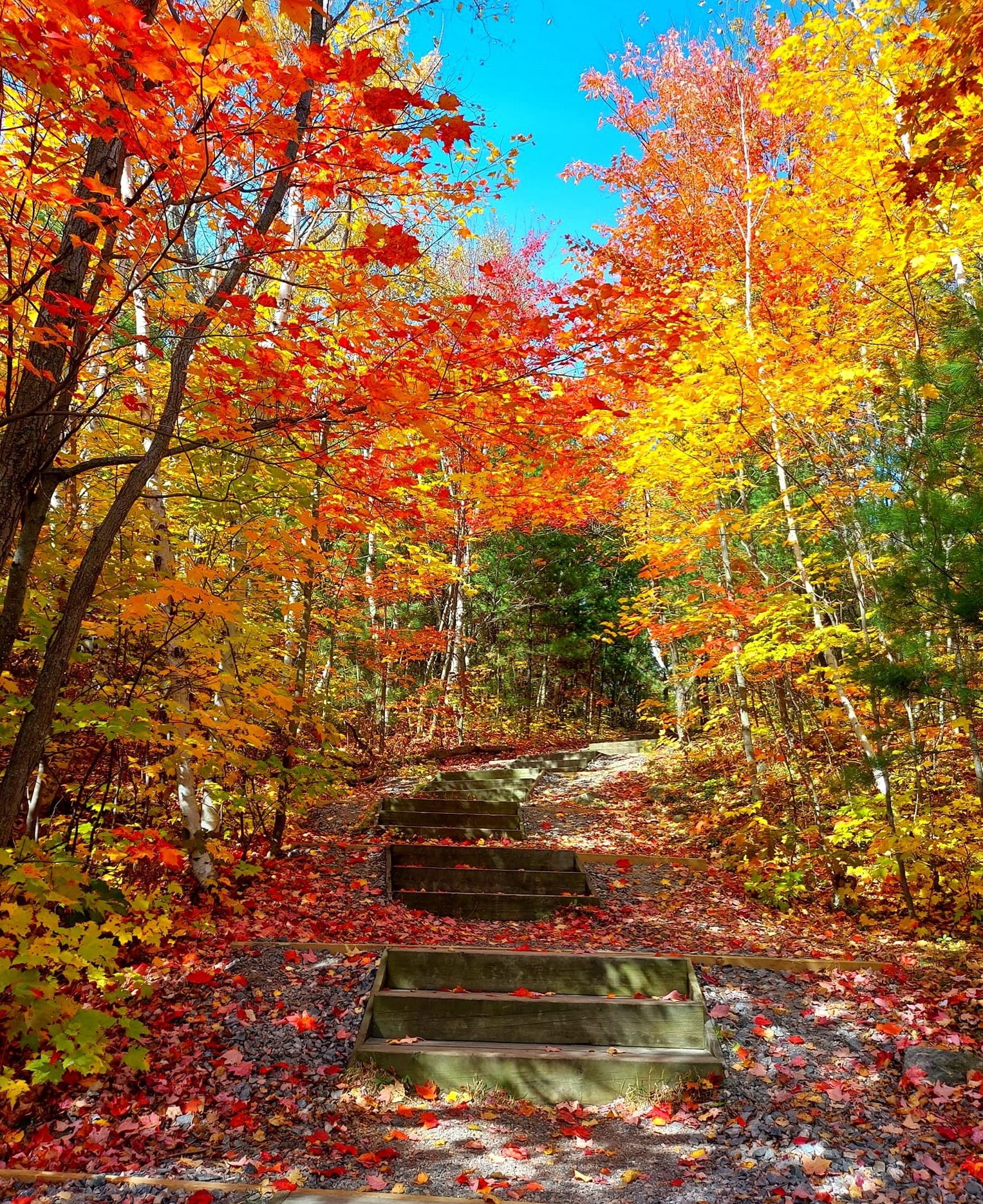 Stairs on trail with colourful leaves