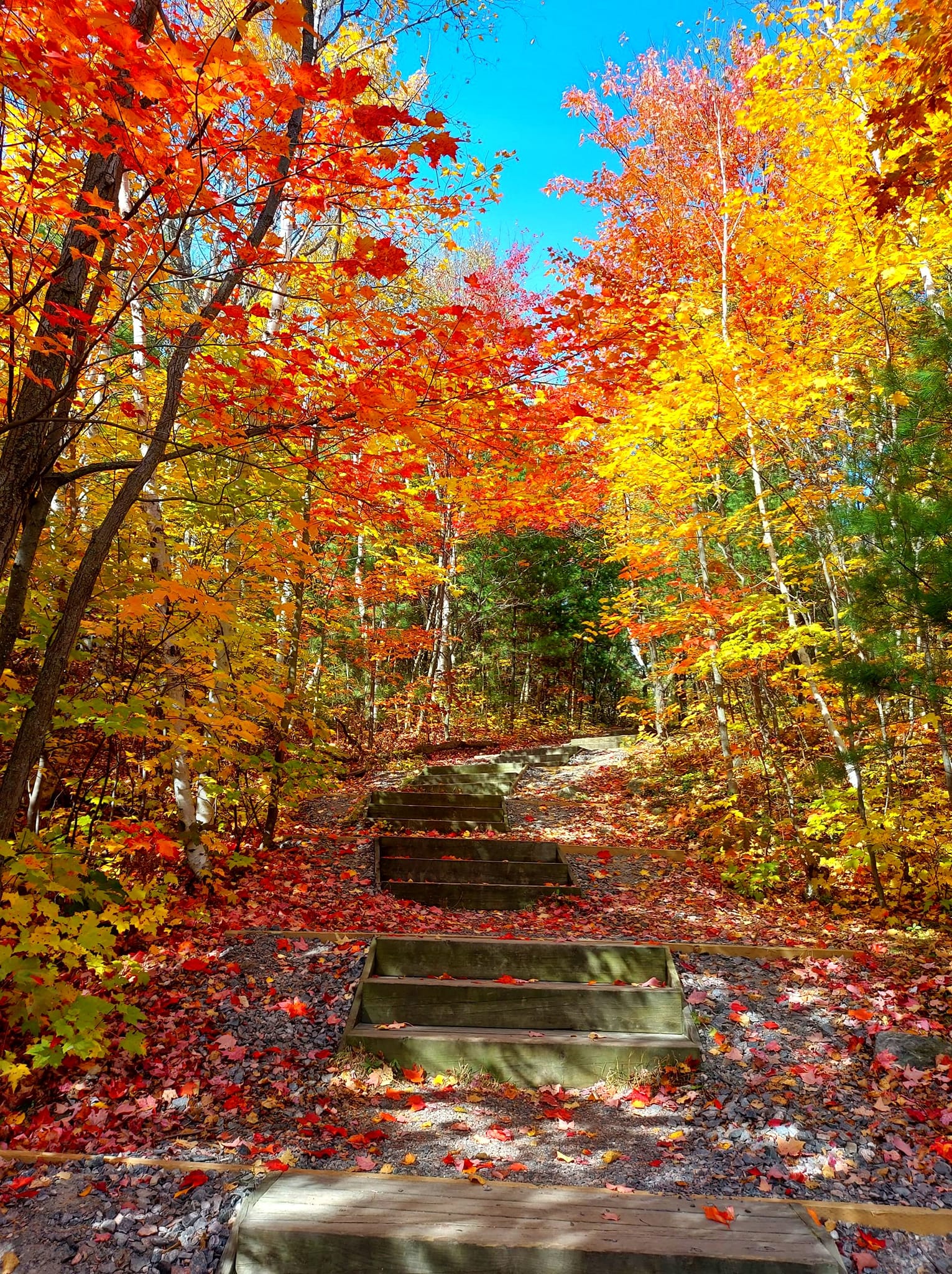 Stairs on trail with colourful leaves