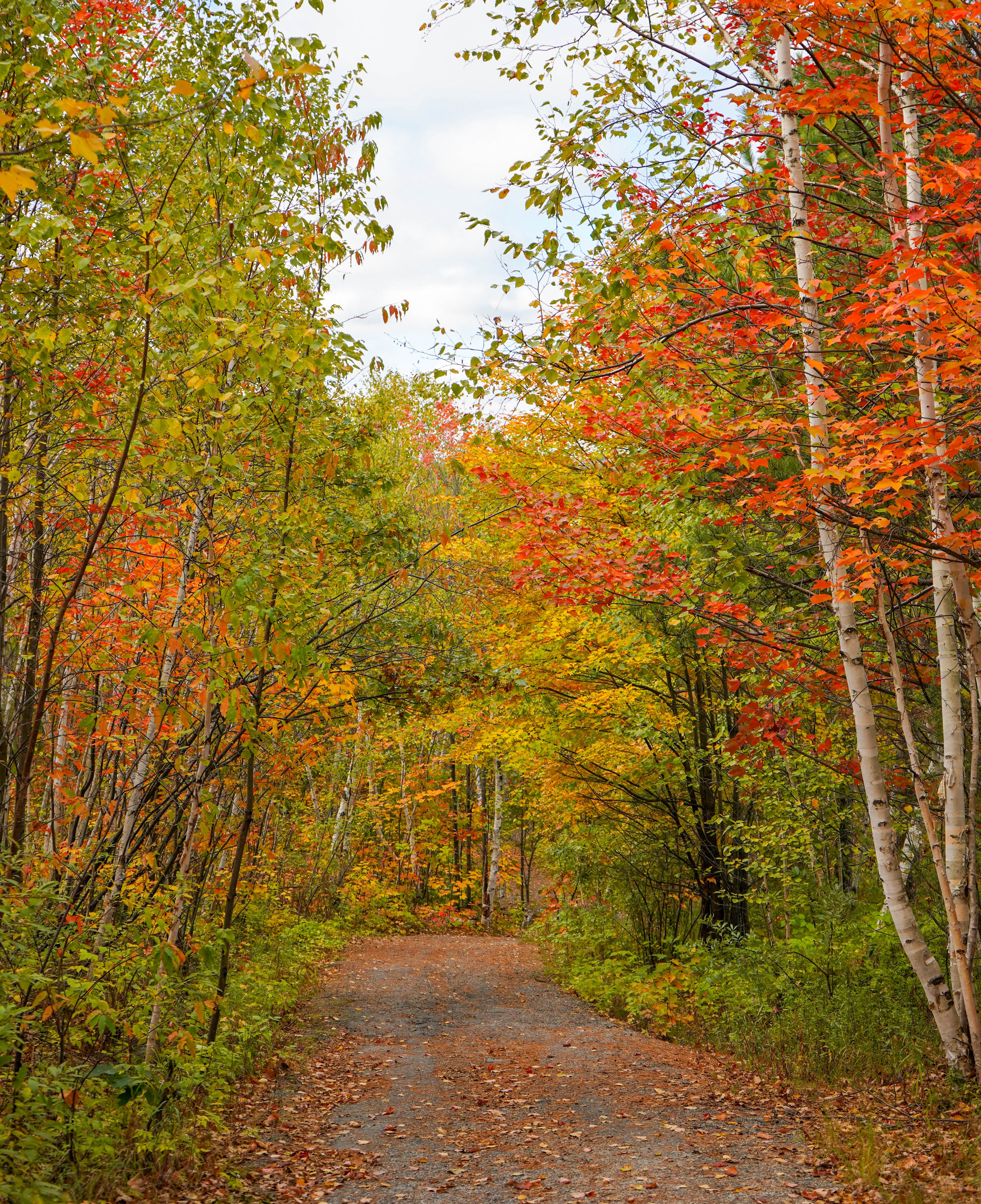 Trail with colourful leaves