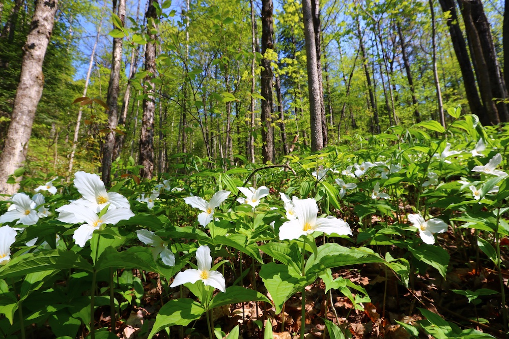 Trilliums on a forest floor