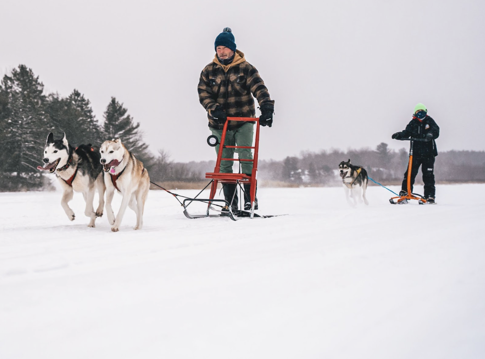 two people on kick sleds happily ride behind their huskies on a snowy day. Snowcovered forest skirts the horizon. 