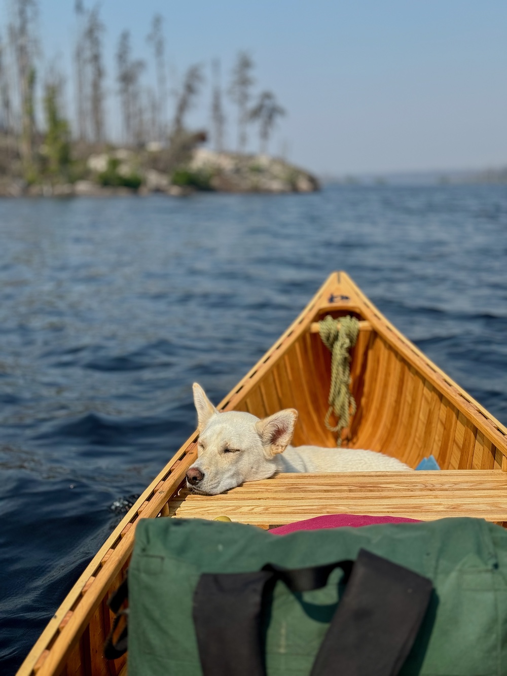 Dog sleeping in bow of wooden canoe with burnt trees in background