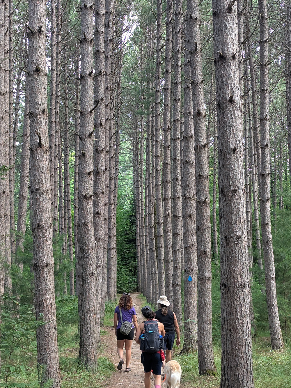 Three people and dog walking on trail through pines
