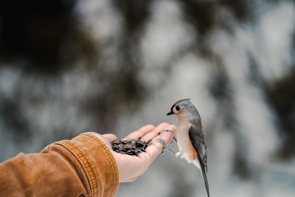Gray jay eating seeds from person's hand