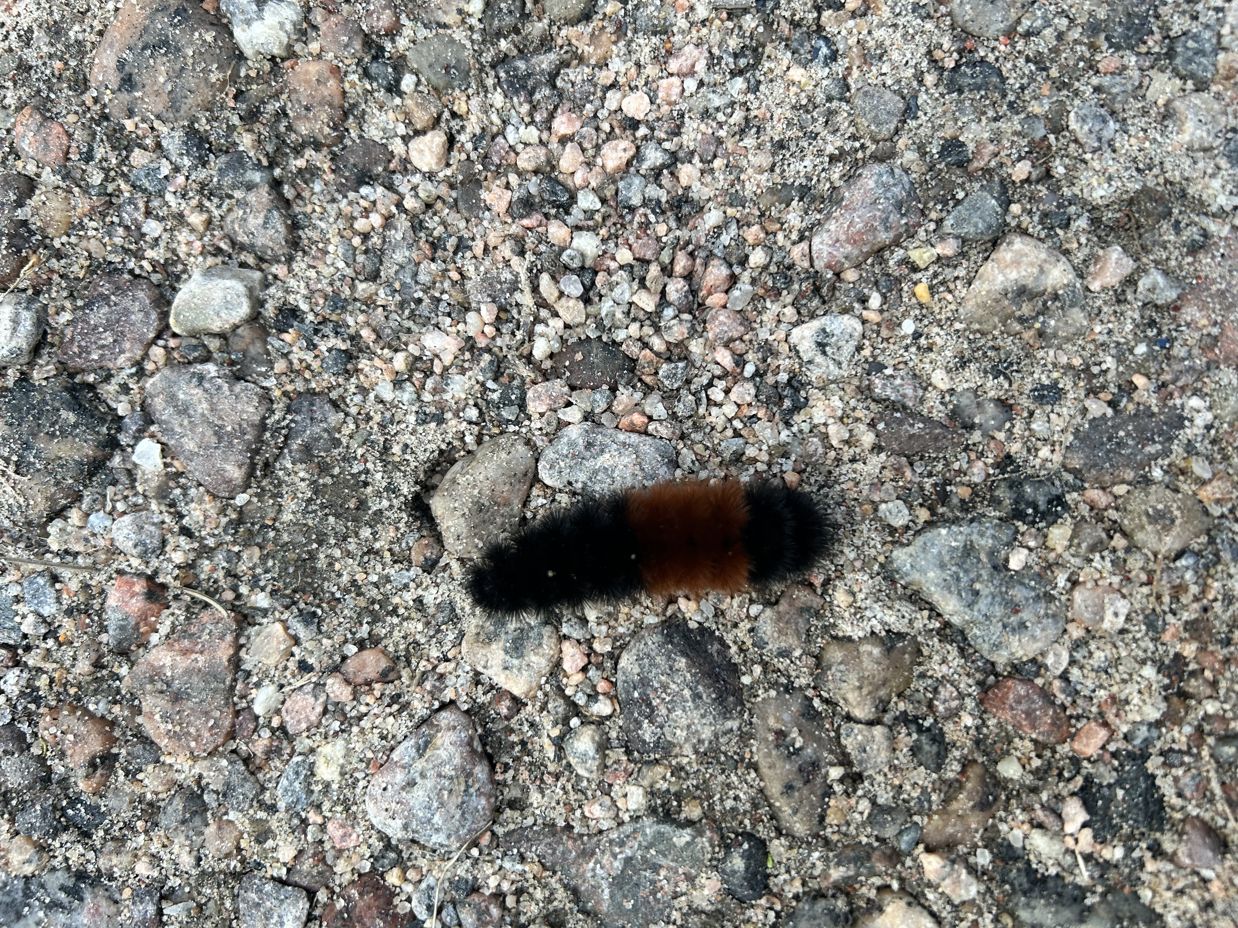 a woolly caterpilllar with its brown band marking nearer to its tail.