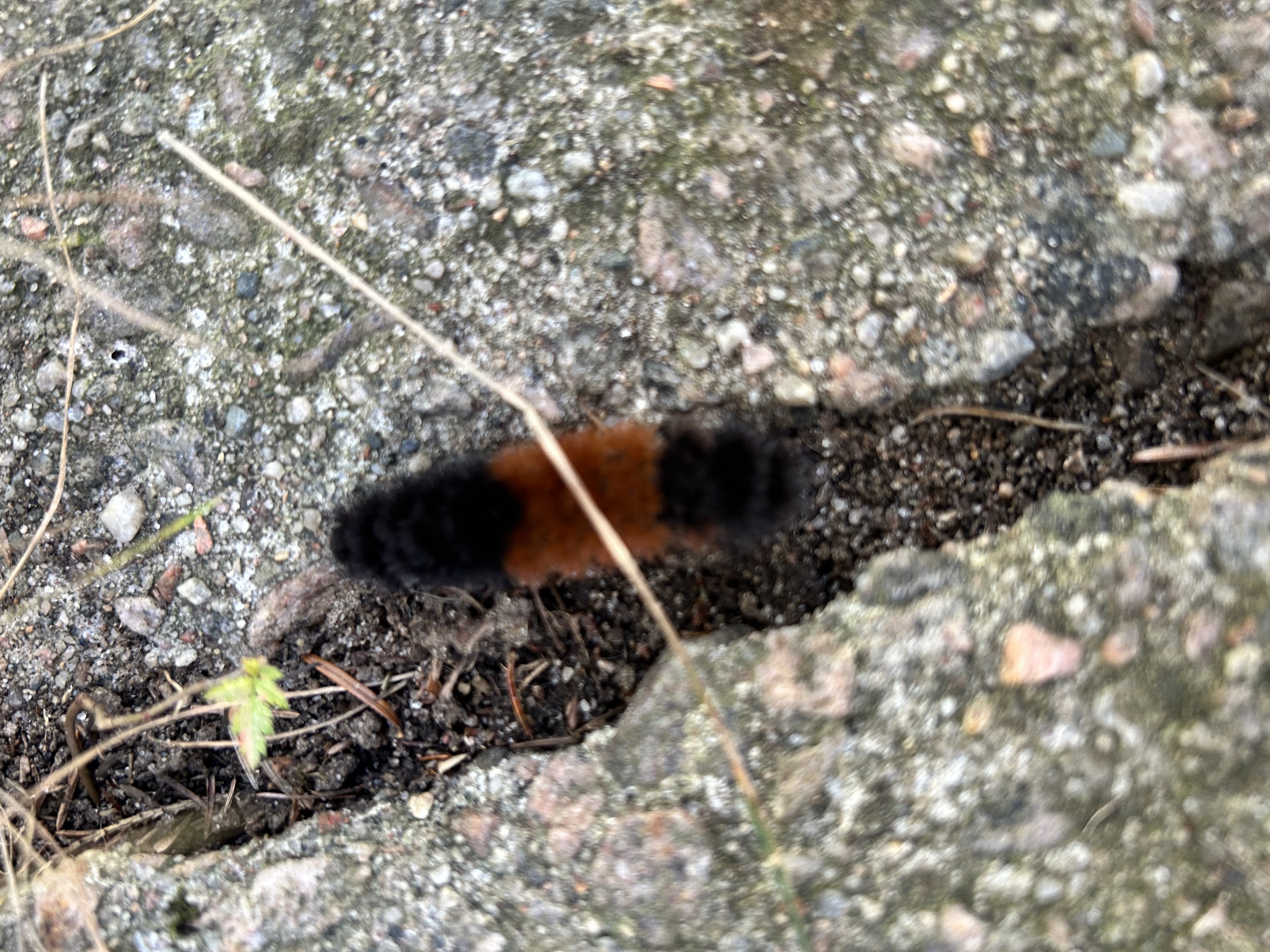 A woolly caterpillar showing its brown band marking near its centre, with more black near its head.