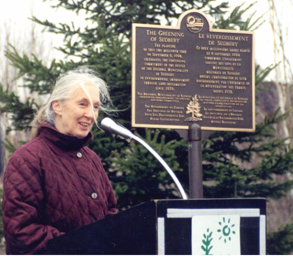 Jane Goodall speaks into a microphone on an outdoor podeum in front of a green spruce and an informational plaque commemorating the regreening efforts in Sudbury, Ontario.