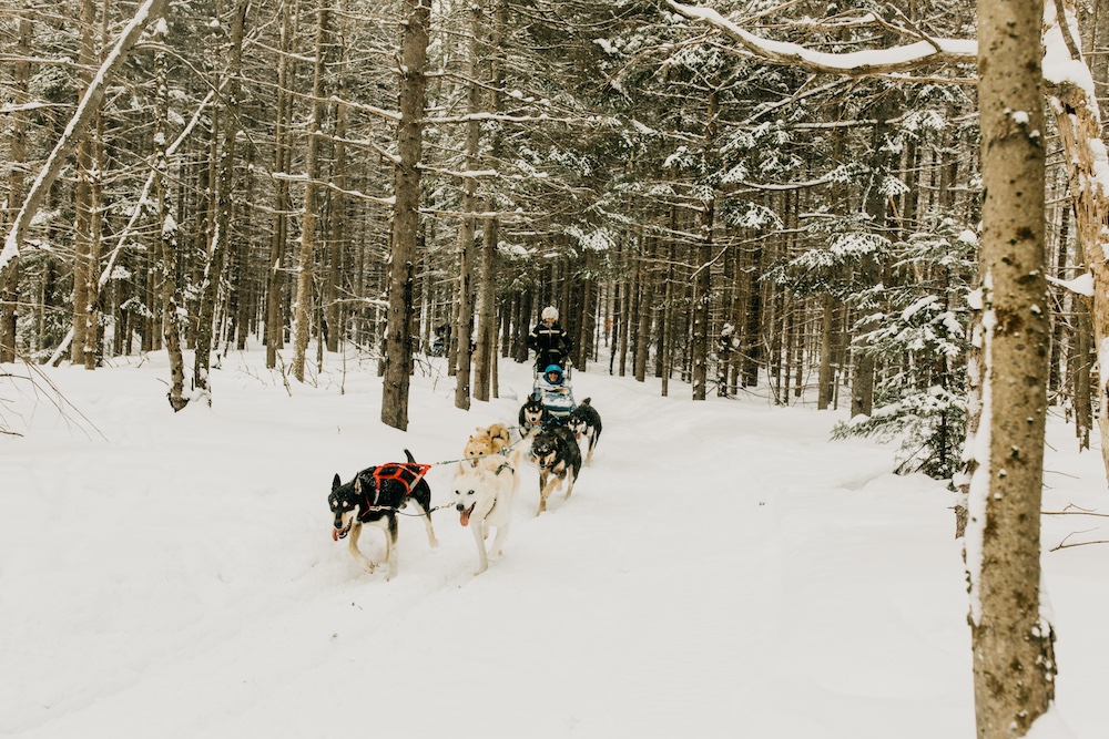 Team of dogs pull people on a sled through wintry forest