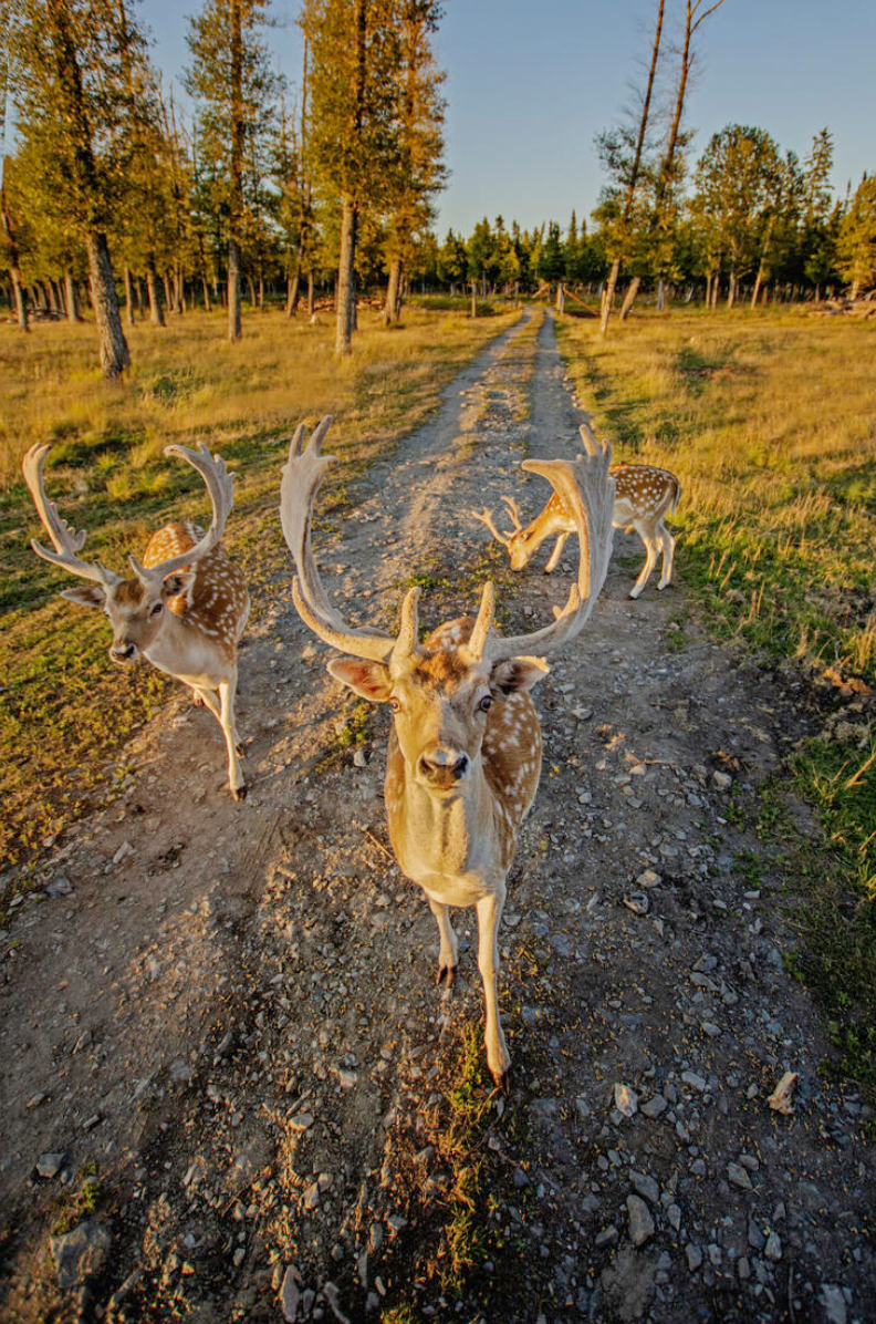 Cedar Meadows Deer