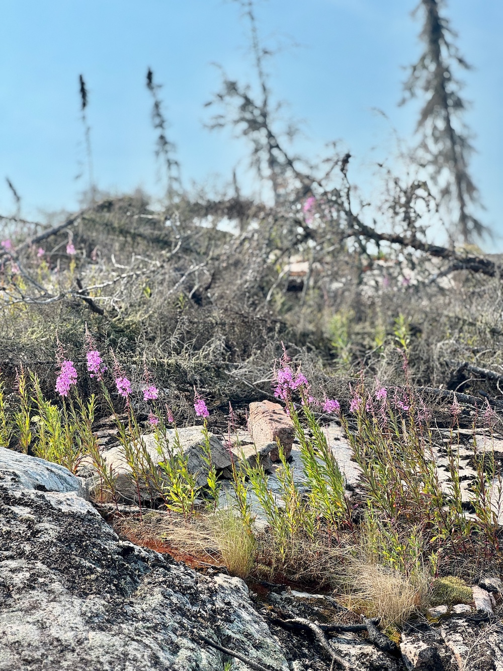 Purple wildflowers growing on rocky ground with burnt trees in background