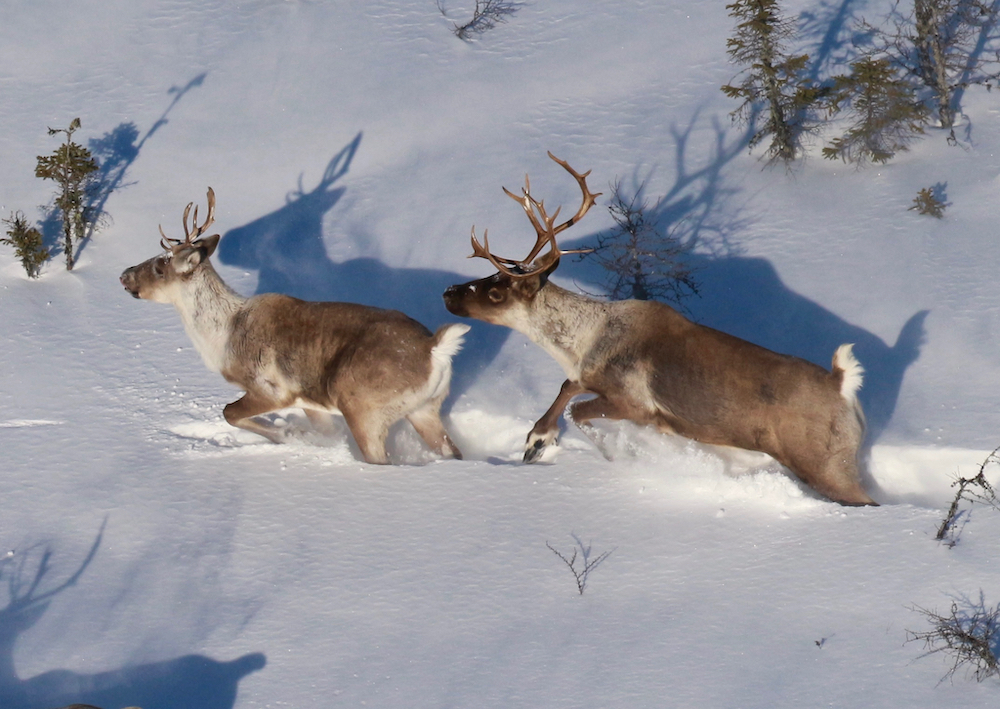 two caribou run through knee-deep snow in a clearing dotted with small spruce in Woodland Caribou Provincial Park.