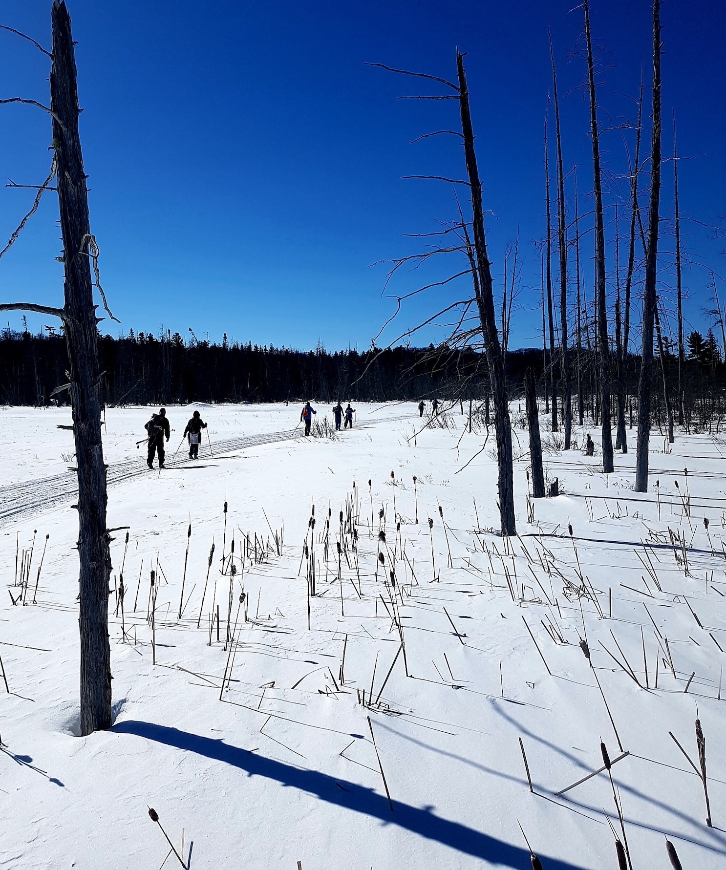 cross country skiiers move across a snow covered field in single file under a vivid blue sky. 