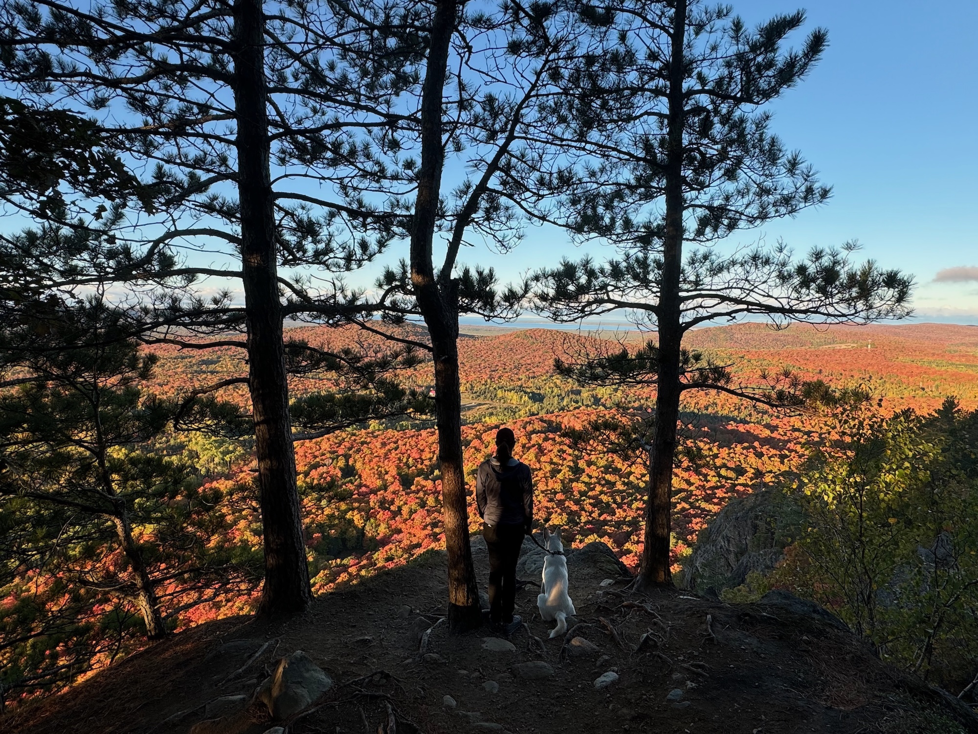 A hiker looks out over Robertson Cliffs between a few tall pines at the view of an expansive valley of autumn forest far below. 