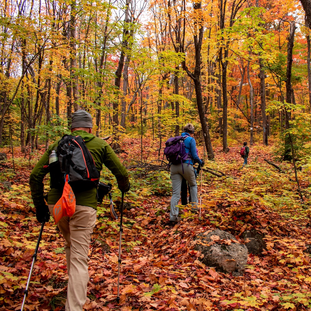 Three people hiking uphill in fall woods.