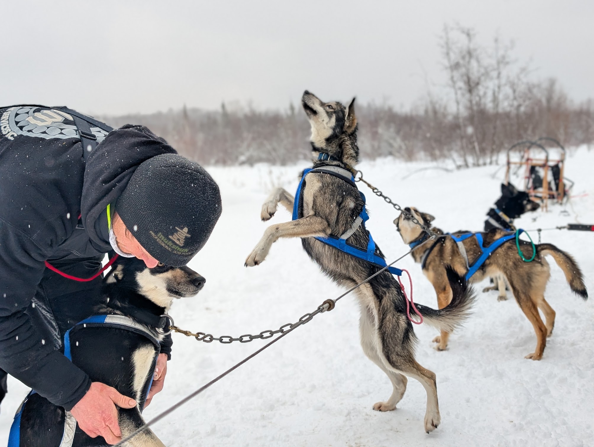 Abitibi Sled Dogs owner Jacob hooks up the excited huskies to the dogsled. One dog is leaping up on its hind legs with its nose pointed high in the snowy air.