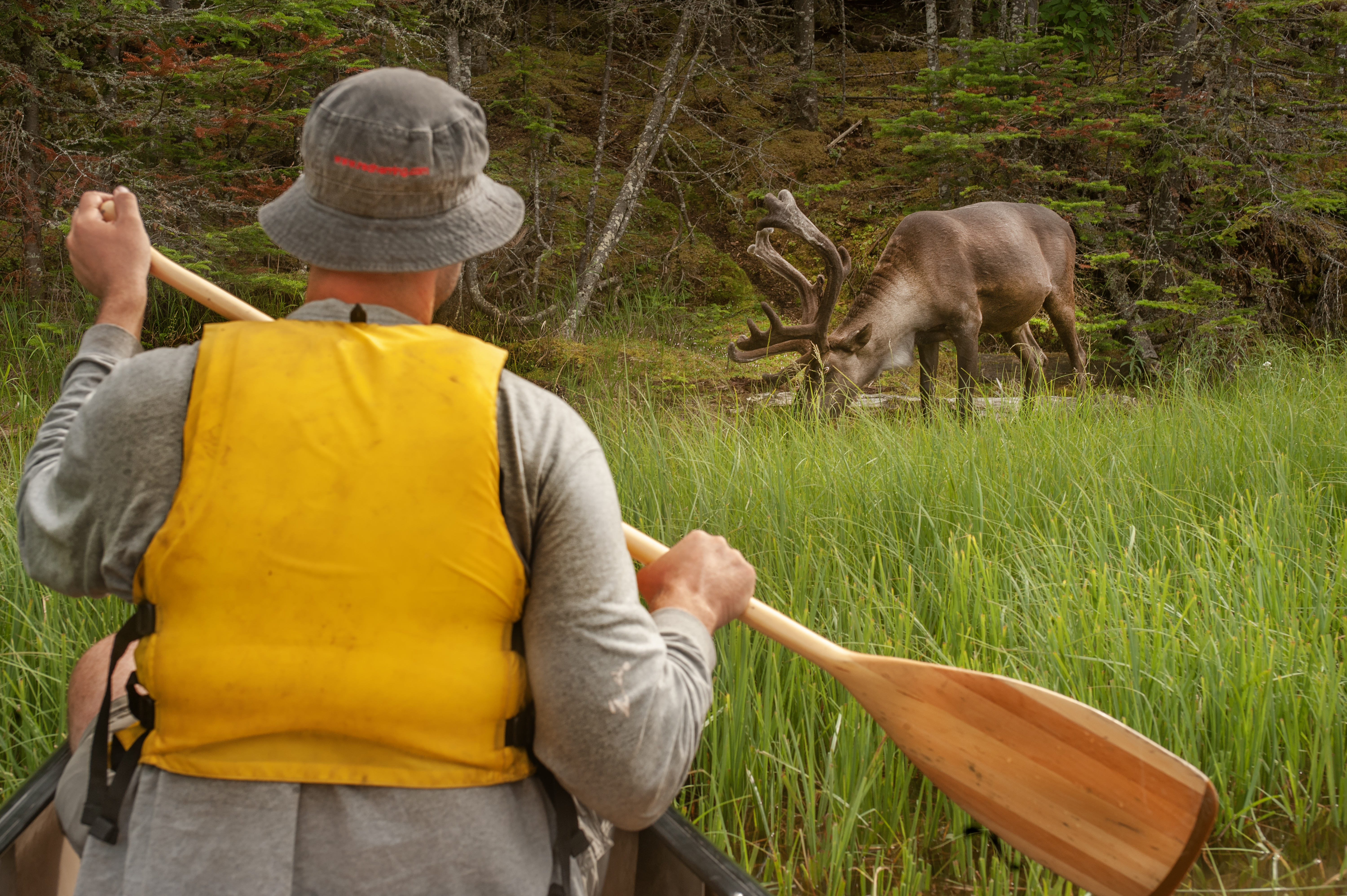 Person paddling in bow of canoe with caribou grazing in background