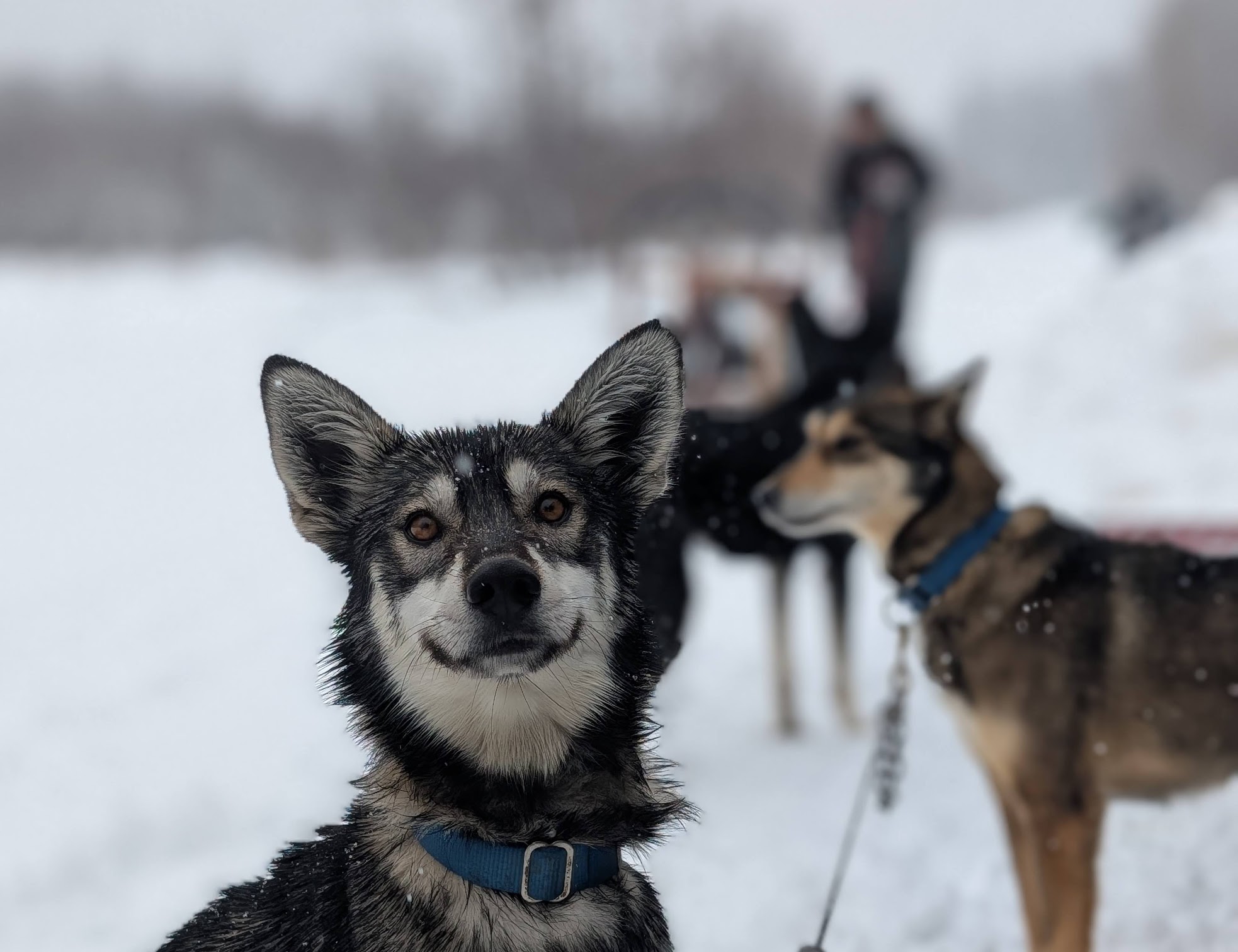 a team of huskies hooked to a dogsled on a snowy winter day, getting ready for a run. The dog in the foreground is smiling and looking excitedly into the camera with ears pricked forward.